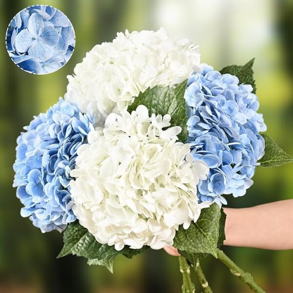 Blue and white hydrangea