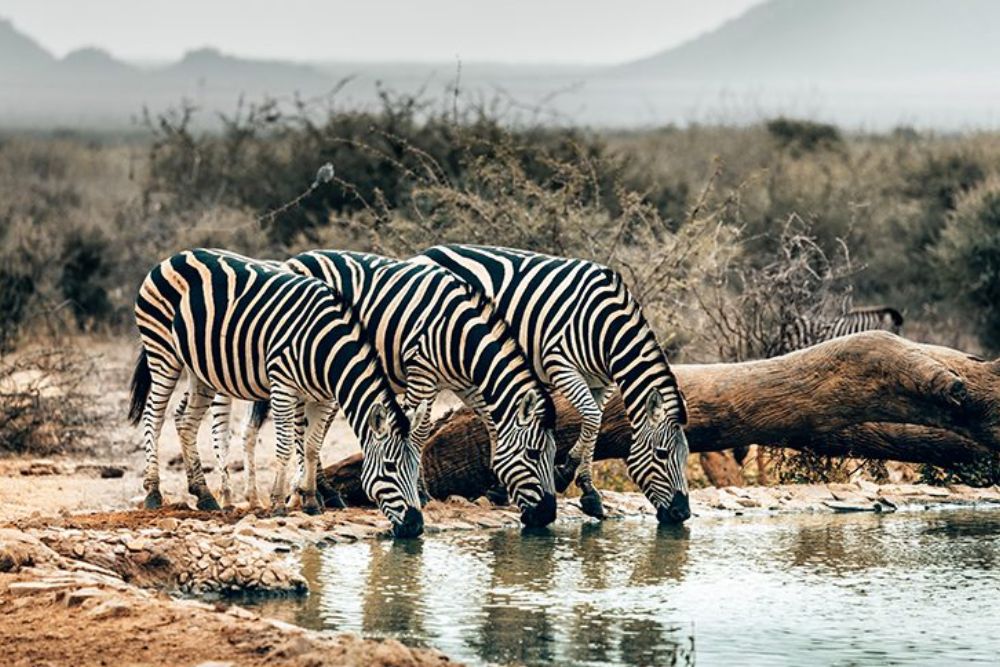 17 Wildlife Art Pieces That Bring Untamed Beauty Indoors