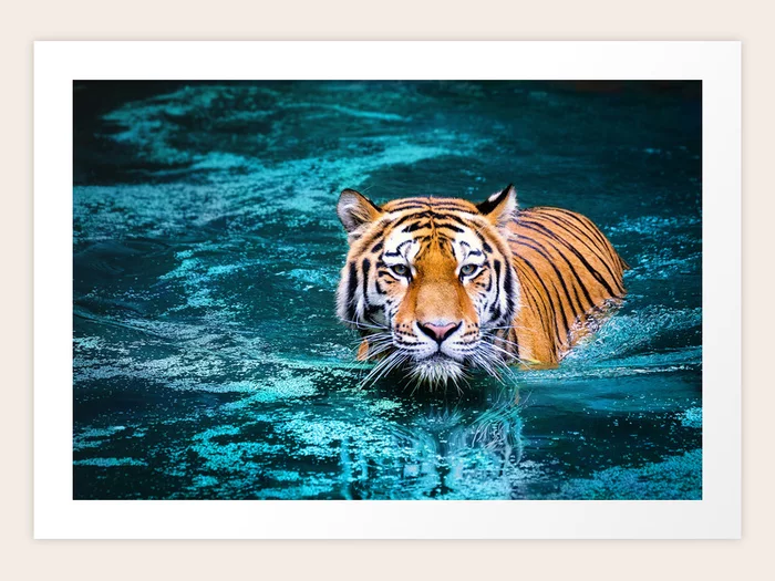 Swimming Tiger in Blue Water