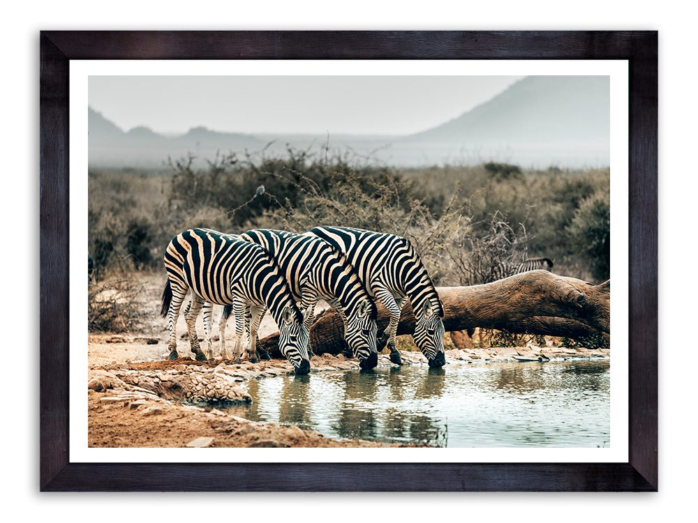 Zebras Drinking Photography Art