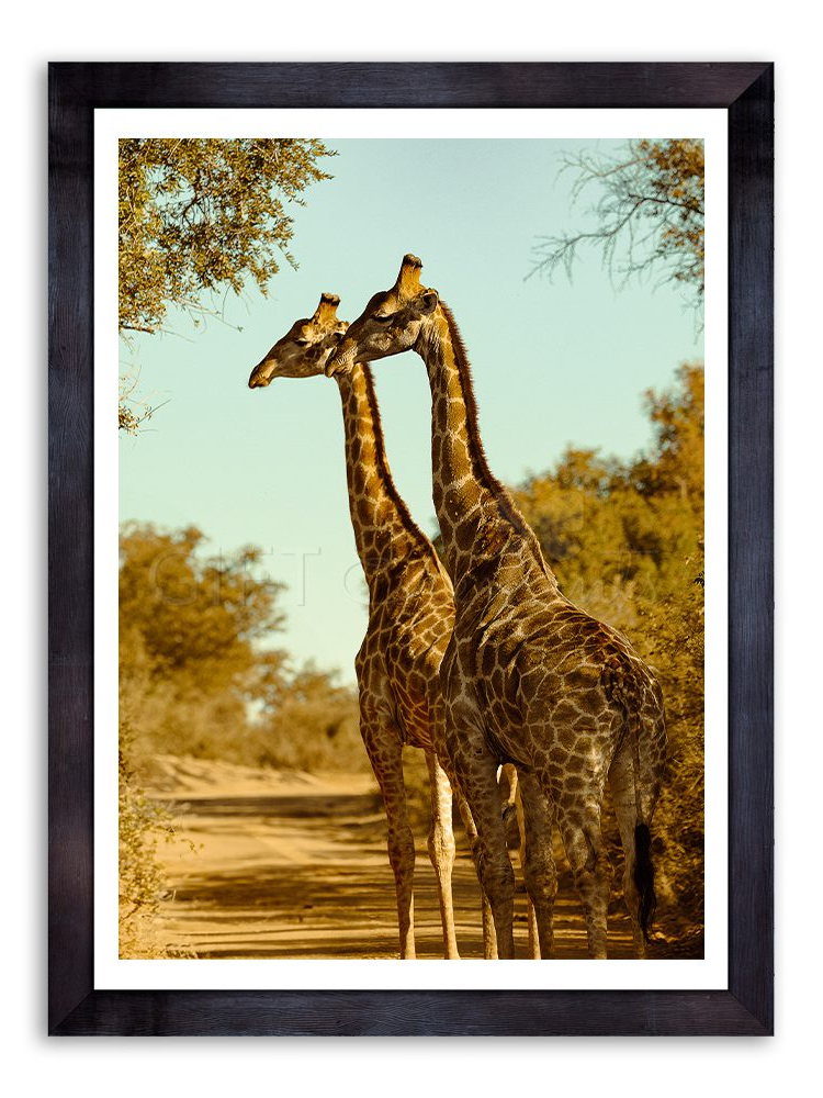 Two Giraffes Photography Art