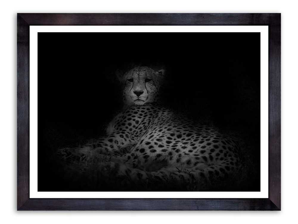 Resting Cheetah Photography Art