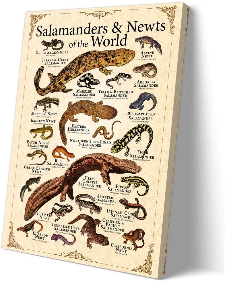 Salamanders of the World