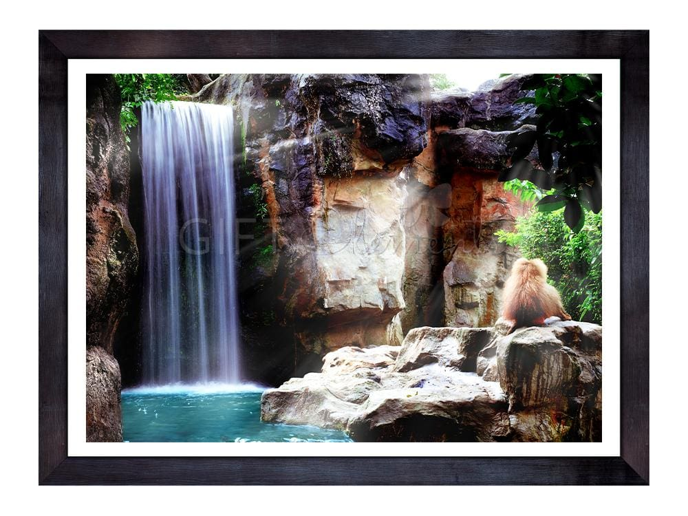 Waterfall Monkey Photography Art