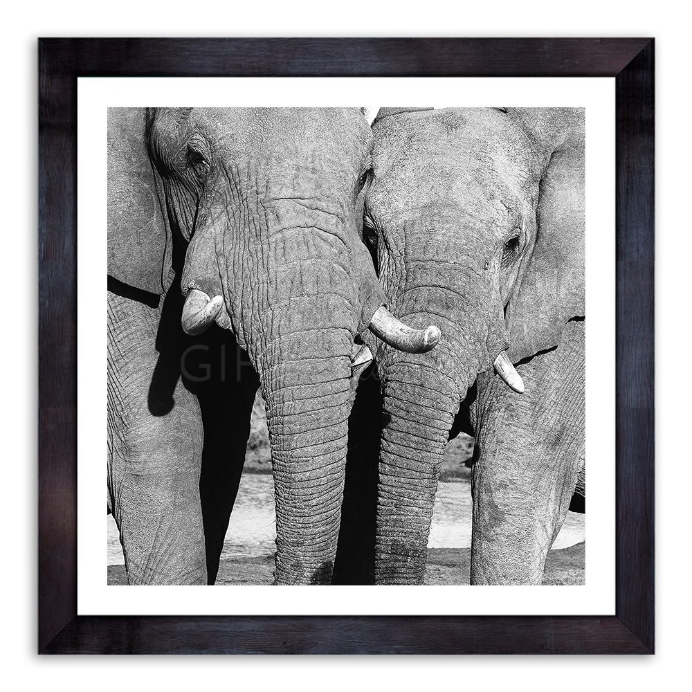 Love Elephant Photography Art
