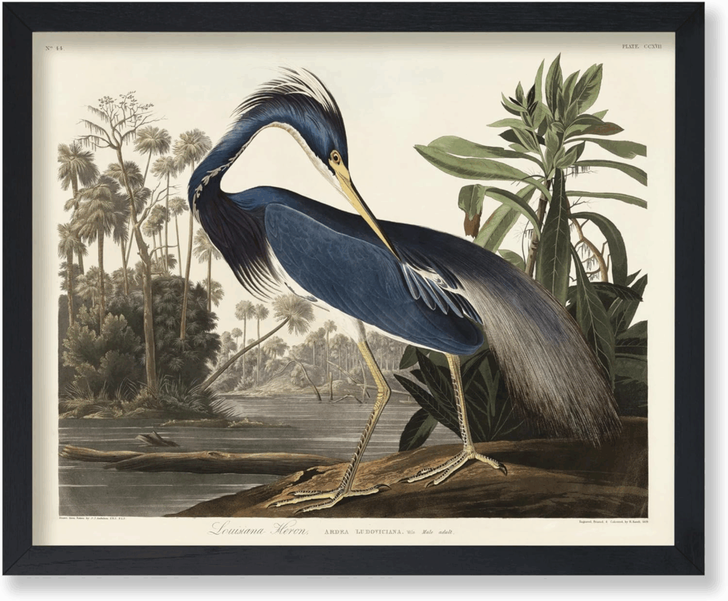 Louisiana Heron by John James Audubon