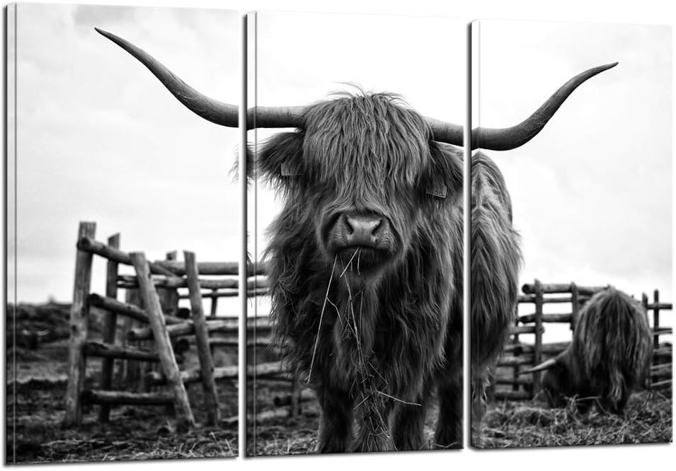 Scottish Highland Cattle Portrait