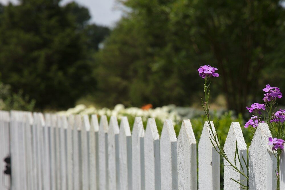 pink petaled flowers blooms near fence