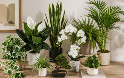 10 Beautiful Potted House Plants That Instantly Elevate Your Home Decor