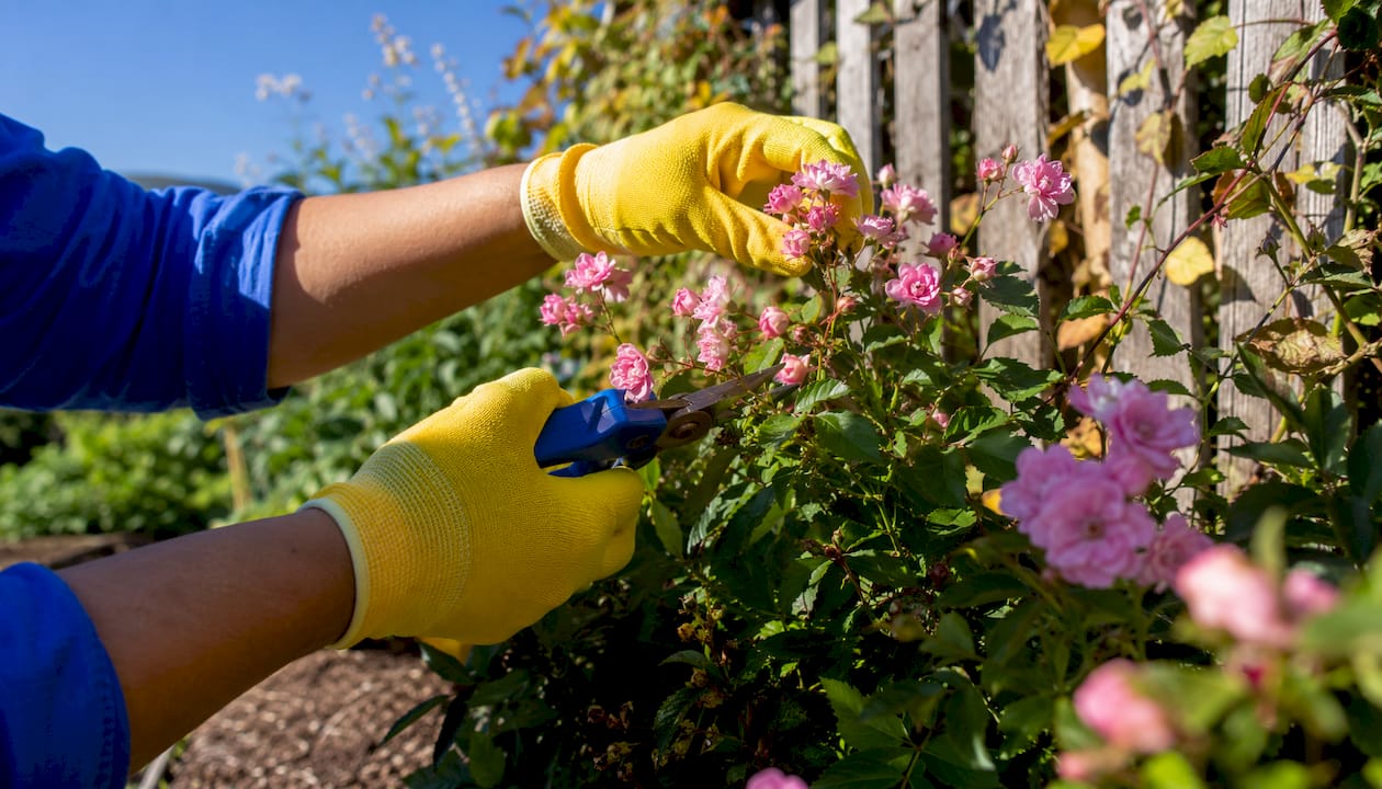 Hands pruning shrub in garden with tools