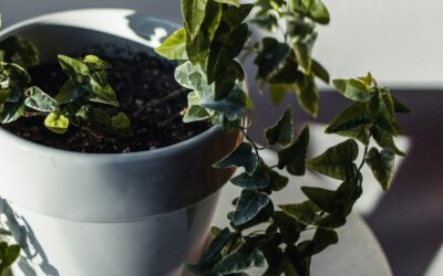 Best Indoor Plants for Mold: 8 Top Picks for 2026