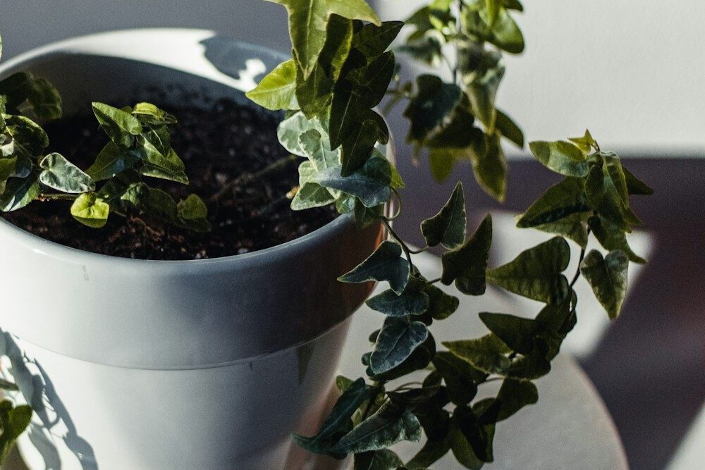 a potted plant sitting on top of a table