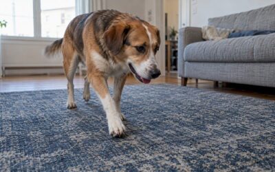 Pet-Friendly Rug Materials That Look Good and Last